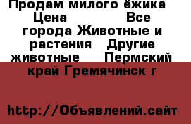 Продам милого ёжика › Цена ­ 10 000 - Все города Животные и растения » Другие животные   . Пермский край,Гремячинск г.